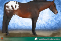 Horse Color:Brown Appaloosa