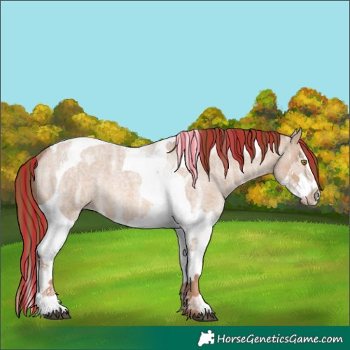 Horse Color:Painted Red Dun Ice Roan Splash Tobiano Rabicano
