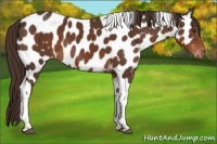 Horse Color:Liver Chestnut Tobiano Near Leopard 