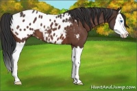 Horse Color:Brown Roan Splash Appaloosa 