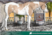 Horse Color:Chocolate Palomino Pearl Sabino Splash Tobiano 