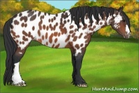 Horse Color:Bay Appaloosa 