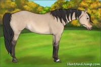 Horse Color:Bay Dun Rabicano 