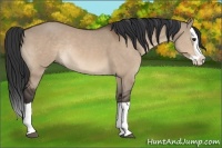Horse Color:Brown Dun Splash Rabicano 