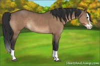 Horse Color:Brown Dun Splash Rabicano 