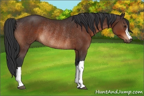 Horse Color:Brown Rabicano