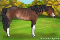 Horse Color:Brown Rabicano 