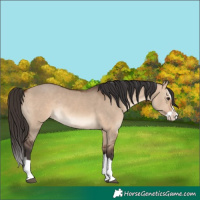 Horse Color:Bay Dun Splash Rabicano 