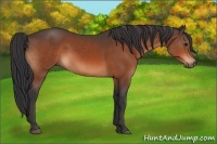 Horse Color:Bay Rabicano 