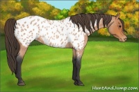Horse Color:Bay Roan Appaloosa 