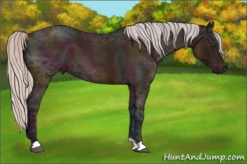 Horse Color:Midnight Silver Brown Ice Roan 
