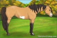 Horse Color:Buckskin Frame 
