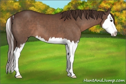 Horse Color:Liver Chestnut Sabino Splash