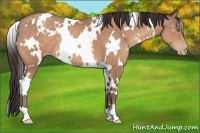 Horse Color:White Spotted Sable Champagne 