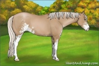 Horse Color:Silver Black Pearl Sabino