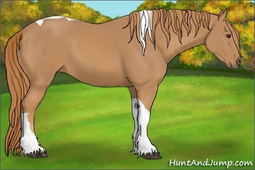 Horse Color:Chestnut Tobiano 