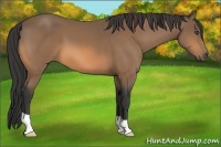 Horse Color:Buckskin 