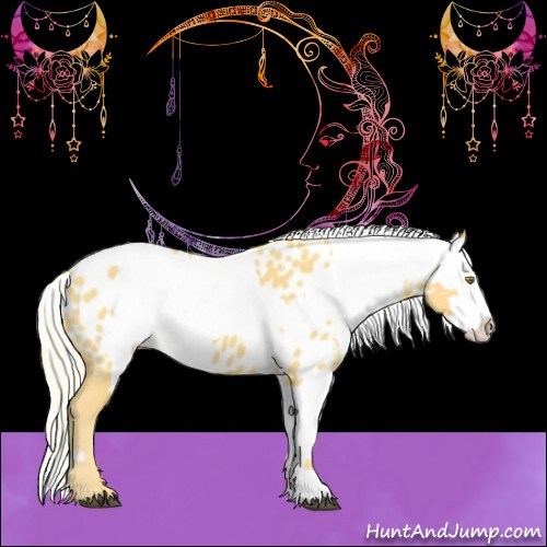 Horse Color:Palomino Appaloosa  and Palomino Appaloosa 