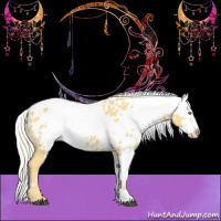 Horse Color:Palomino Appaloosa  and Palomino Appaloosa 