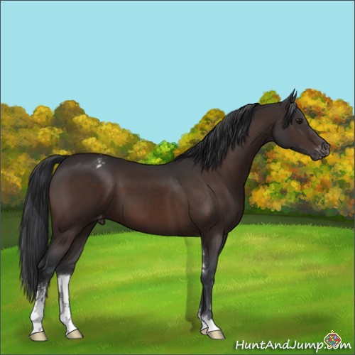 Horse Color:Brown Sabino Appaloosa 