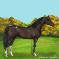 Horse Color:Brown Sabino Appaloosa