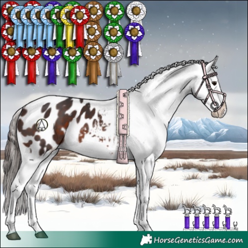 Horse Color:Brown Appaloosa 