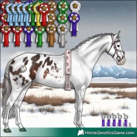 Horse Color:Brown Appaloosa 