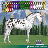 Horse Color:Brown Appaloosa 