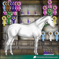 Horse Color:Brown Appaloosa 