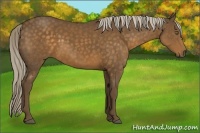 Horse Color:Chocolate Palomino 
