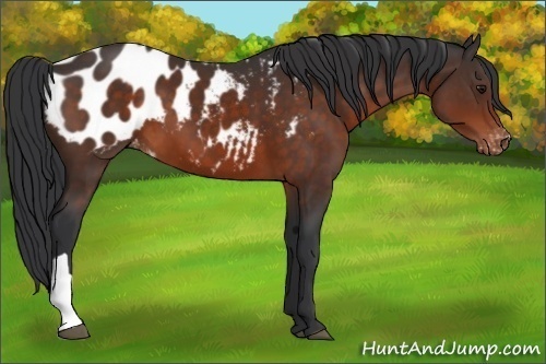 Horse Color:Brown Appaloosa 