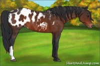 Horse Color:Brown Appaloosa 