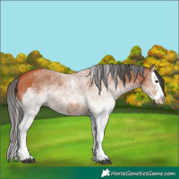 Horse Color:White Spotted Bay Splash  and White Spotted Bay Splash 