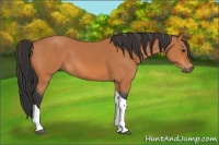 Horse Color:Bay Tobiano 