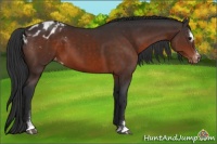 Horse Color:Brown Sabino Varnish 