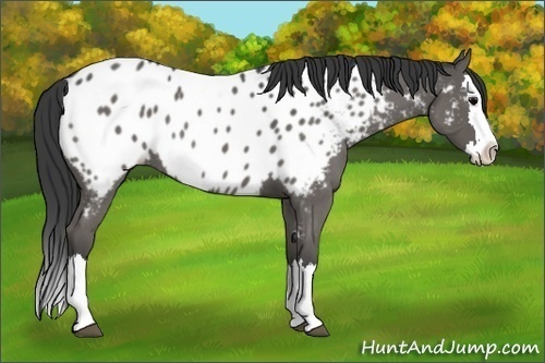 Horse Color:Blue Roan Splash Appaloosa 