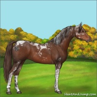 Horse Color:Liver Chestnut Tobiano 