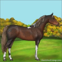 Horse Color:Liver Chestnut Tobiano 