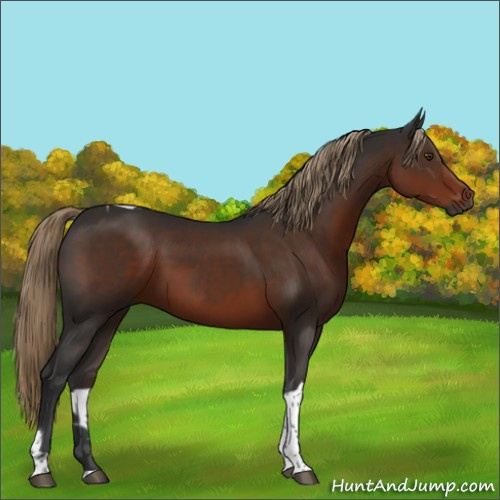 Horse Color:Gray Liver Chestnut Tobiano