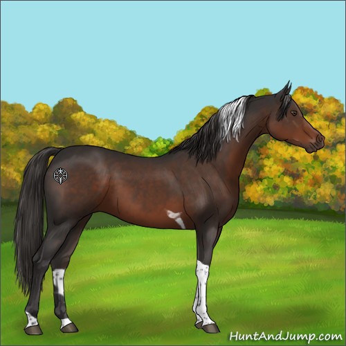Horse Color:Liver Chestnut Tobiano 