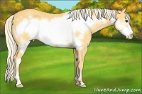 Horse Color:Palomino Frame Appaloosa 