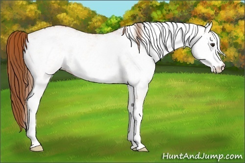 Horse Color:White Spotted Chestnut