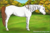 Horse Color:White Spotted Chestnut 