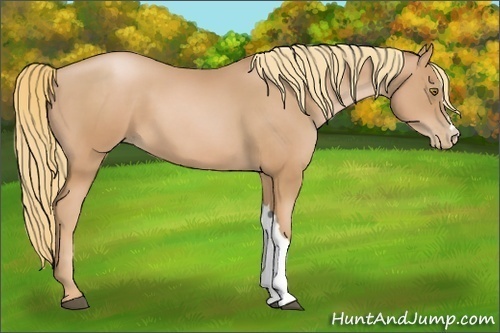 Horse Color:Chestnut Pearl 