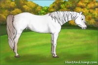 Horse Color:Gray Chestnut 