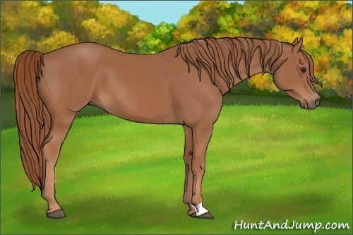 Horse Color:Chestnut 