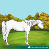Horse Color:Gray White Spotted Bay