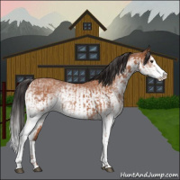 Horse Color:White Spotted Bay Splash  and White Spotted Bay Splash 