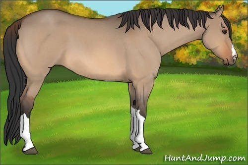 Horse Color:Bay Roan Dun 