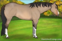 Horse Color:Bay Roan Dun
